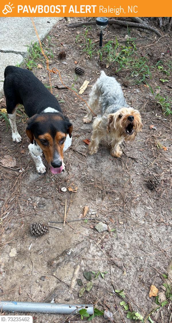 Found/Stray Unknown Dog last seen Quail forest dr, Raleigh, NC 27609