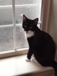 Reunited Male Cat last seen Britton rd & kenneth ave, Shippensburg, PA 17257