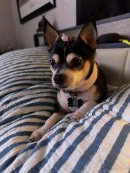 Lost Male Dog last seen Easton Meadows & Bobtown, Garland, TX 75043