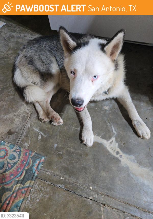 Found/Stray Male Dog last seen W Magnolia & Kampman, San Antonio, TX 78201