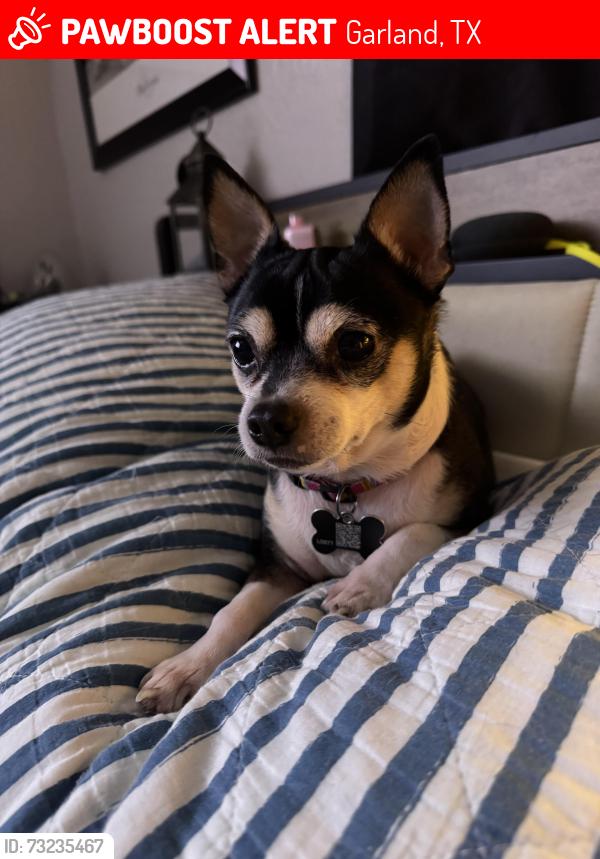 Lost Male Dog last seen Easton Meadows & Bobtown, Garland, TX 75043