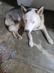 Found/Stray Male Dog last seen W Magnolia & Kampman, San Antonio, TX 78201