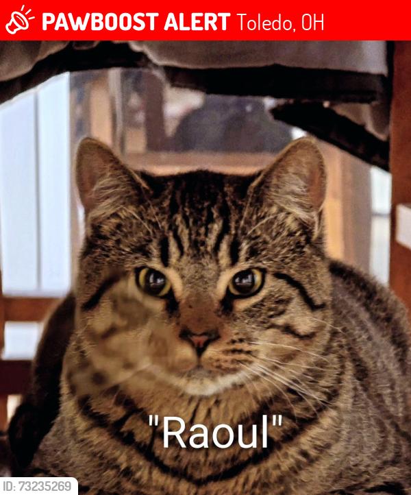 Lost Male Cat last seen SECOR RD NEAR WESTGATE TOLEDO, OH, Toledo, OH 43606