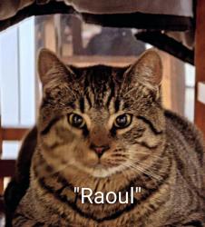 Lost Male Cat last seen SECOR RD NEAR WESTGATE TOLEDO, OH, Toledo, OH 43606