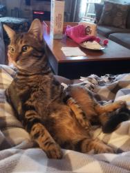 Reunited Male Cat last seen Stonehand, Citrus Heights, CA 95621