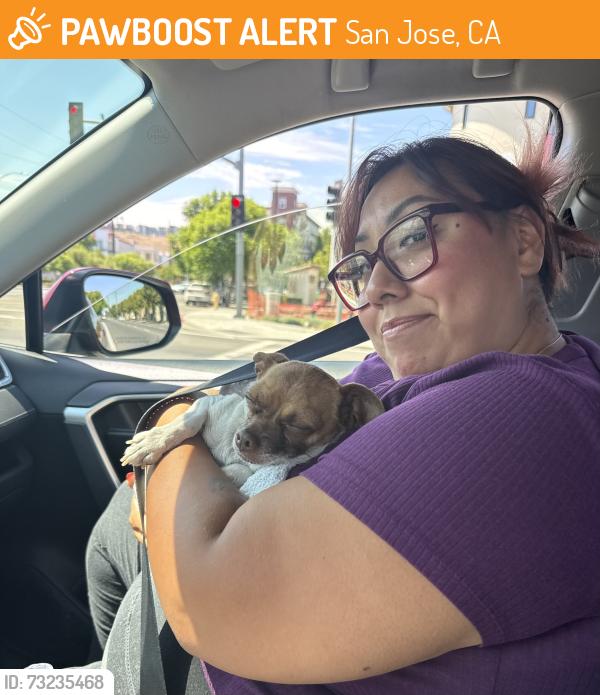 Found/Stray Male Dog last seen Center rd, San Jose, CA 95134