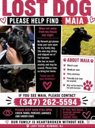 Lost Female Dog last seen Near 4st Newark, Newark, NJ 07107