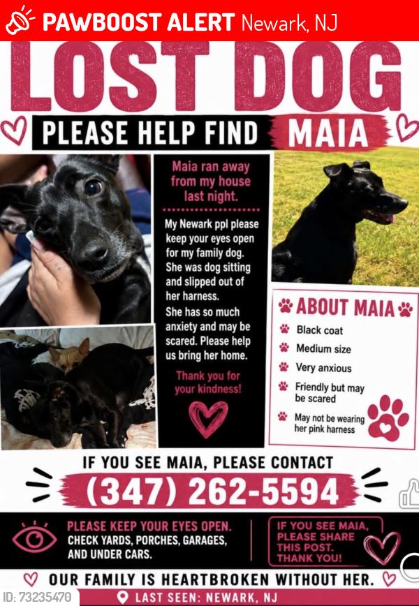 Lost Female Dog last seen Near 4st Newark, Newark, NJ 07107