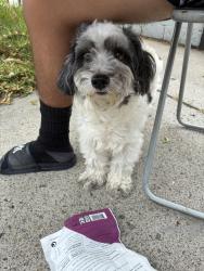 Found/Stray Male Dog last seen W Elder Ave and Center, Santa Ana, CA 92704