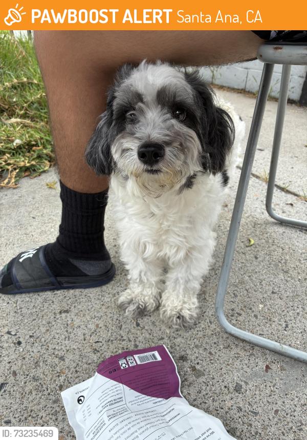 Found/Stray Male Dog last seen W Elder Ave and Center, Santa Ana, CA 92704