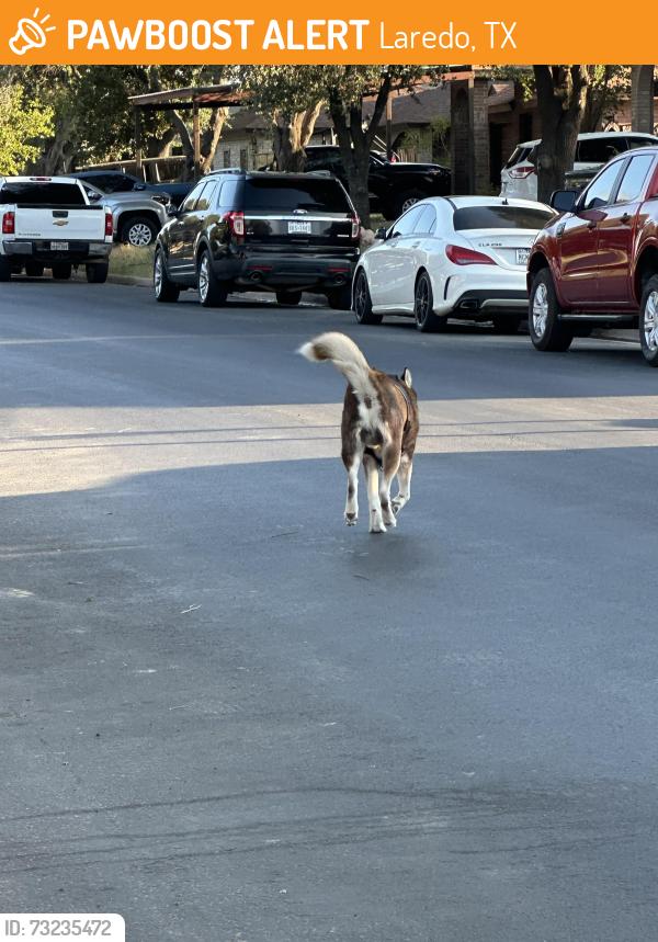 Found/Stray Unknown Dog last seen George washing, Laredo, TX 78040