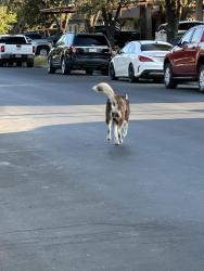 Found/Stray Unknown Dog last seen George washing, Laredo, TX 78040