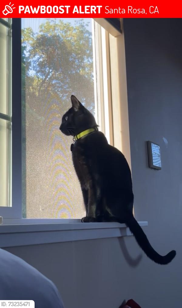 Lost Male Cat last seen Brookwood ave, Santa Rosa, CA 95404
