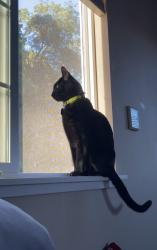 Lost Male Cat last seen Brookwood ave, Santa Rosa, CA 95404