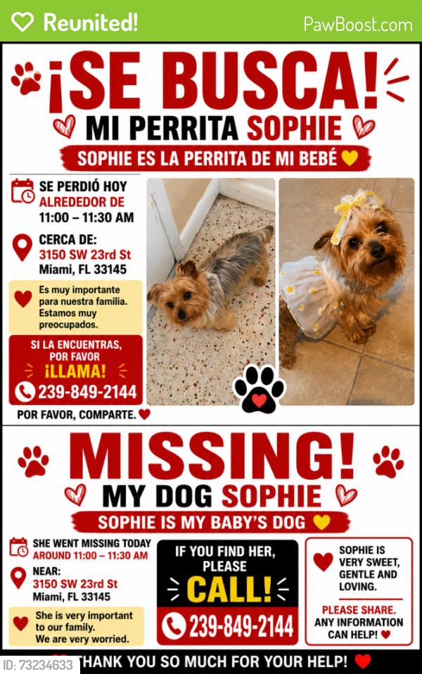 Reunited Female Dog last seen Near SW 23rd St Miami, FL 33145 United States, Miami, FL 33145