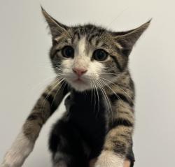Shelter Stray Male Cat last seen Near Day St, San Diego, CA, 92105, 5500 Gaines St, San Diego, CA 92110, USA