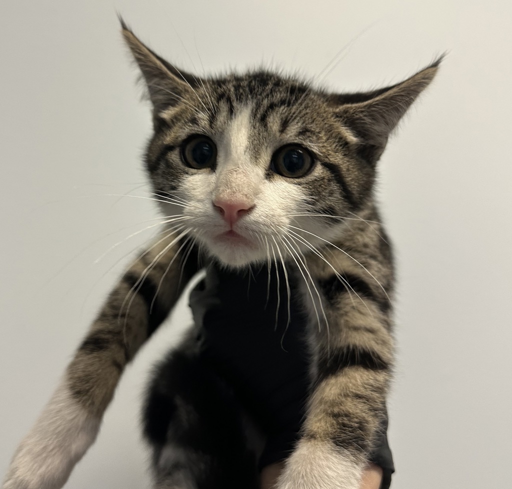 Shelter Stray Male Cat last seen Near Day St, San Diego, CA, 92105, 5500 Gaines St, San Diego, CA 92110, USA