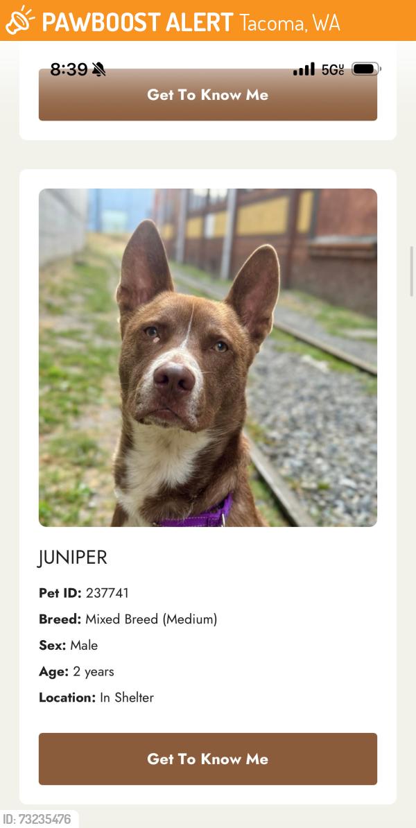 Found/Stray Male Dog last seen Tacoma Humans Society, Tacoma, WA 98409