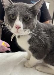 Shelter Stray Male Cat last seen Near Plaza Drive, Oceanside, CA, 92056, El Cajon, CA 92020, USA