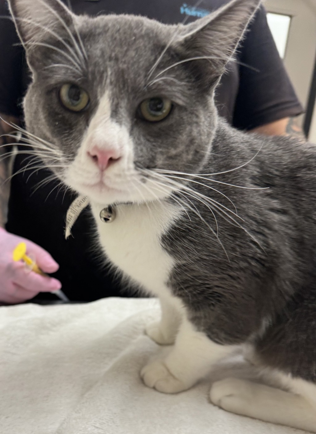 Shelter Stray Male Cat last seen Near Plaza Drive, Oceanside, CA, 92056, El Cajon, CA 92020, USA