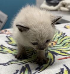 Shelter Stray Female Cat last seen Near Panay Street, Cypress, CA, 90630, Escondido, CA 92027, USA