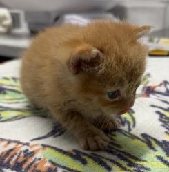 Shelter Stray Male Cat last seen Near Panay Street, Cypress, CA, 90630, Escondido, CA 92027, USA