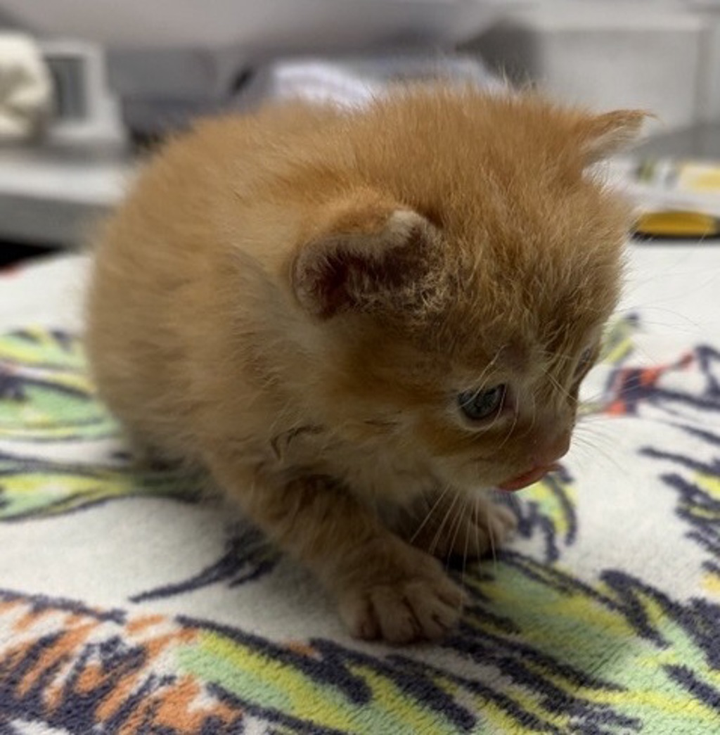 Shelter Stray Male Cat last seen Near Panay Street, Cypress, CA, 90630, Escondido, CA 92027, USA