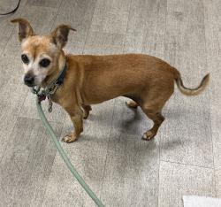 Shelter Stray Female Dog last seen Near Gaines Street, San Diego, CA, 92110, 5500 Gaines St, San Diego, CA 92110, USA
