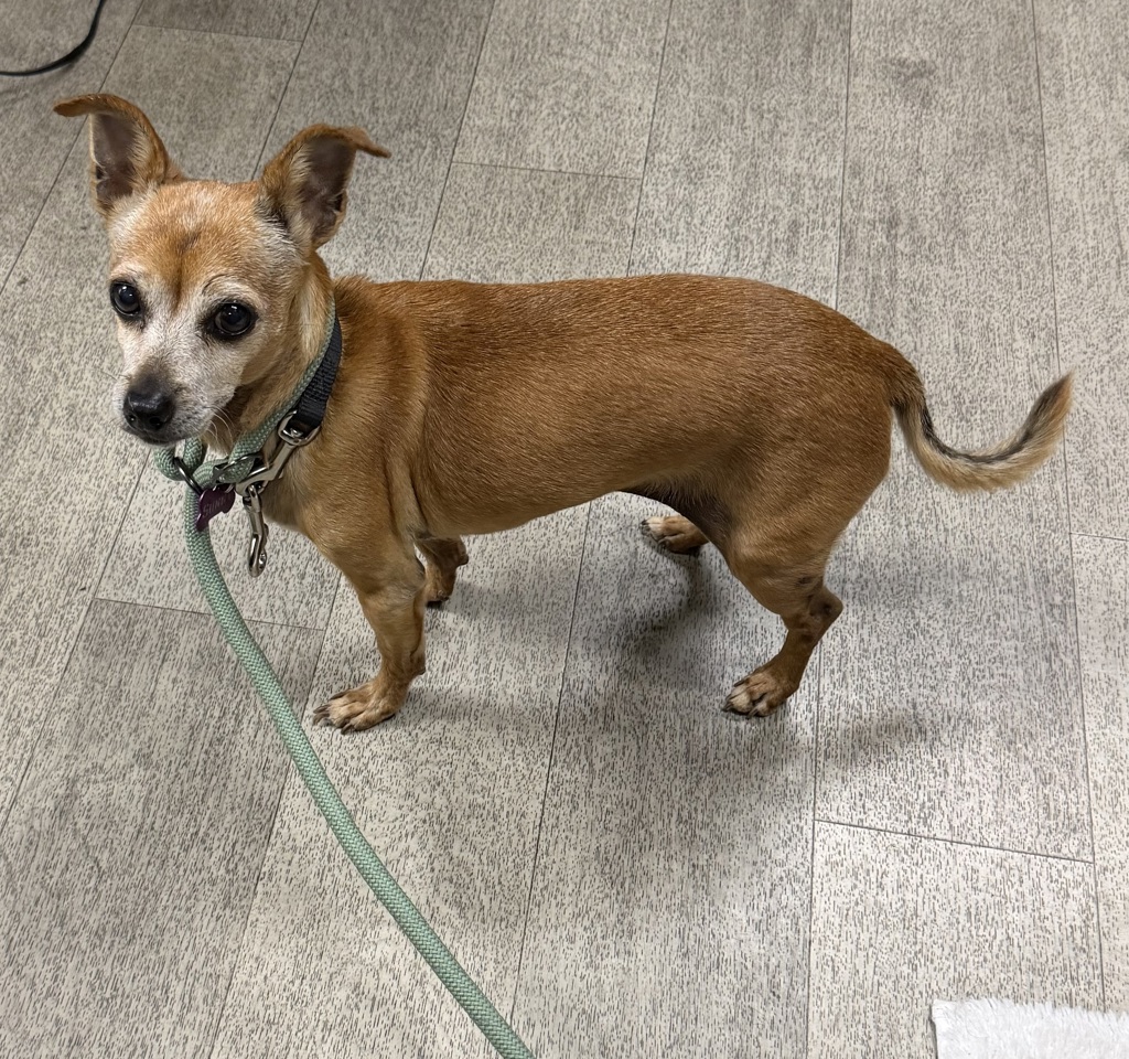 Shelter Stray Female Dog last seen Near Gaines Street, San Diego, CA, 92110, 5500 Gaines St, San Diego, CA 92110, USA