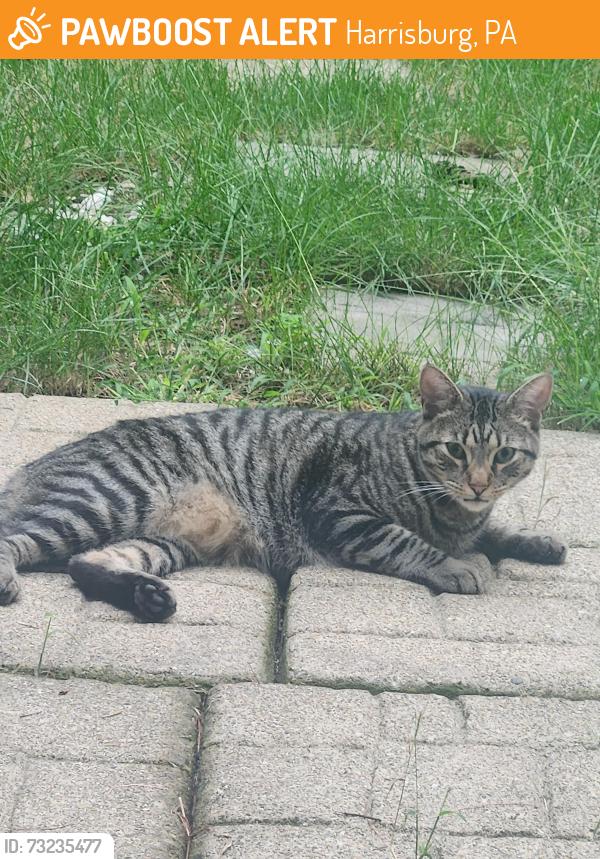 Found/Stray Male Cat last seen Spring knoll dr, Harrisburg, PA 17111