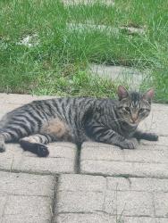 Found/Stray Male Cat last seen Spring knoll dr, Harrisburg, PA 17111