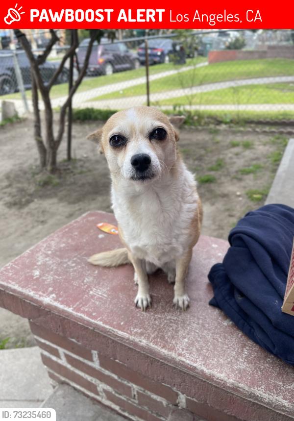 Lost Female Dog last seen Firestone and hooper, Los Angeles, CA 90002