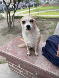 Lost Female Dog last seen Firestone and hooper, Los Angeles, CA 90002