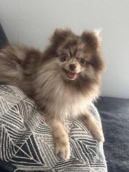 Reunited Female Dog last seen Near Place Rebecca Ln, Houston, TX 77090, USA, Houston, TX 77090