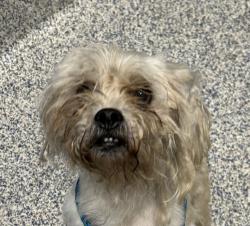 Shelter Stray Male Dog last seen 94th Pl/ 94th Ave, Westminster, CO, 80031, 580 McIntyre St, Golden, CO 80401, USA