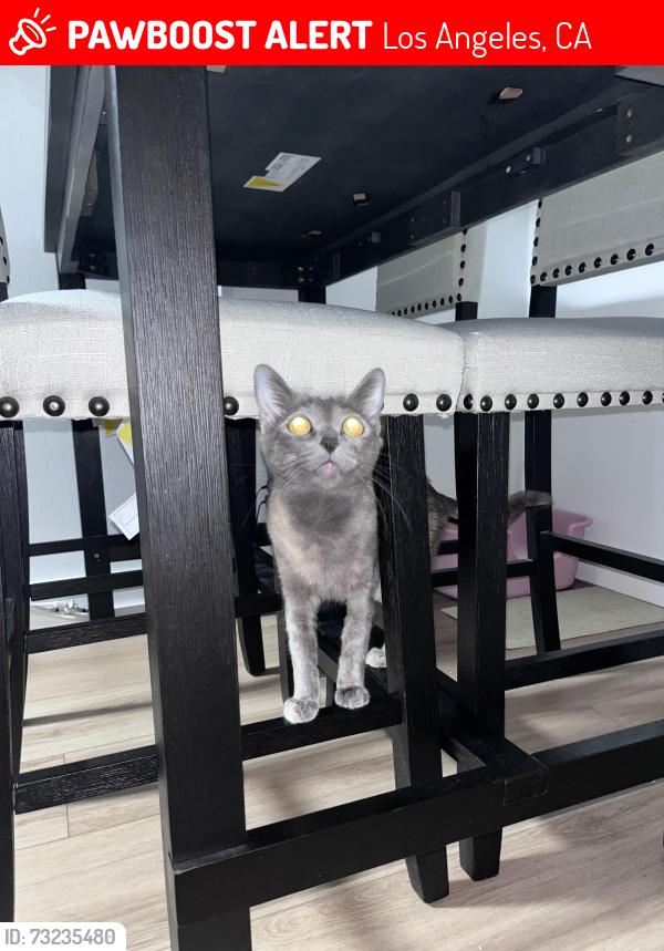 Lost Female Cat last seen Darby & Kittridge, Los Angeles, CA 91335
