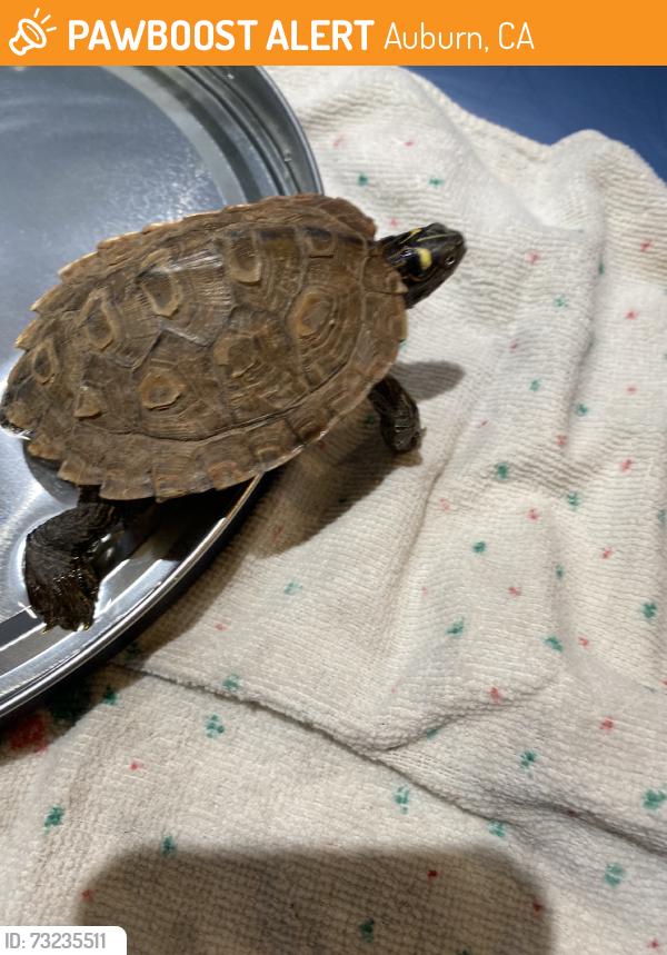 Found/Stray Unknown Reptile last seen Old town pizza on high street, Auburn, CA 95603