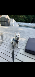 Lost Male Dog last seen Near Elisha's path Wainscott Ny, Wainscott, NY 11975