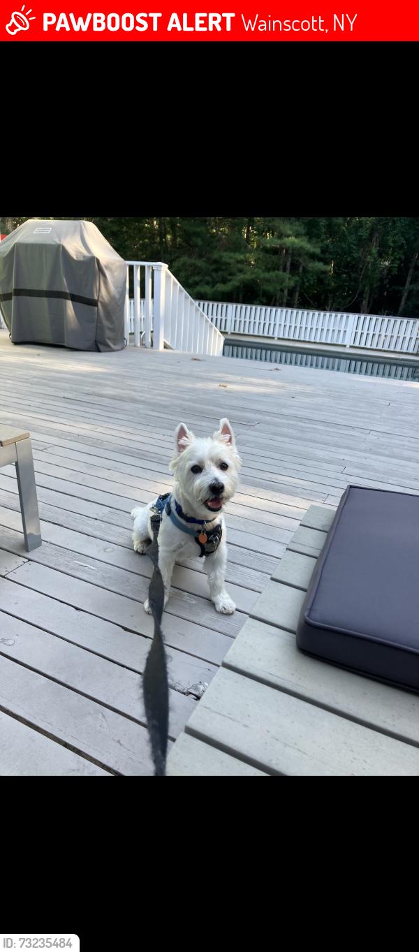 Lost Male Dog last seen Near Elisha's path Wainscott Ny, Wainscott, NY 11975