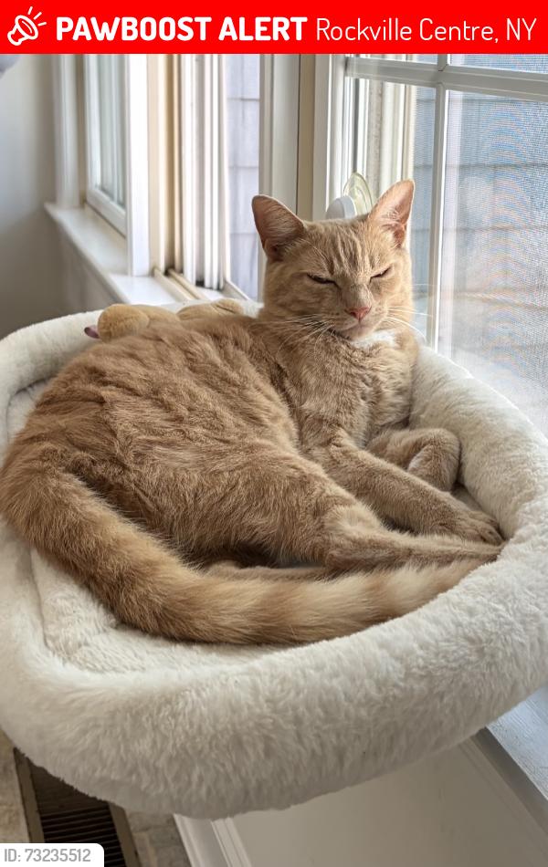 Lost Male Cat last seen Windham Road and Allen Road, Rockville Centre, NY 11570