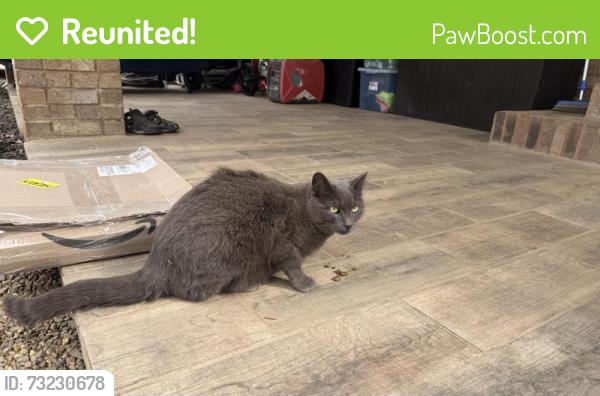 Reunited Female Cat last seen Fairview Rd and Wade Hampton, Taylors, SC 29687