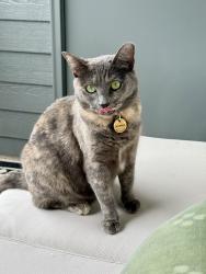 Reunited Female Cat last seen Lake Woodard Dr / Brentwood Rd, Raleigh, NC 27604
