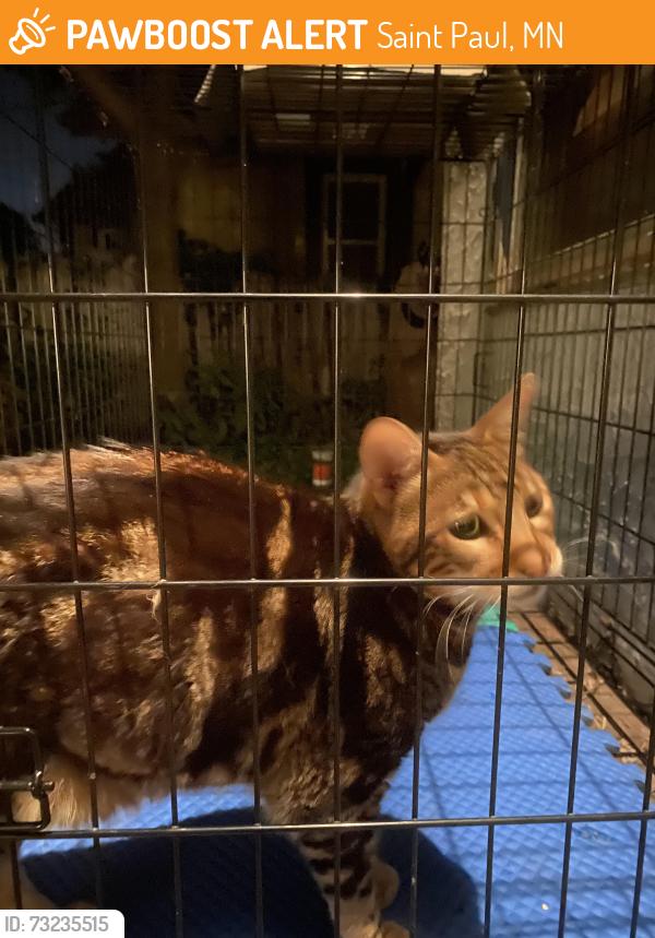 Found/Stray Male Cat last seen Smith and Annapolis, Saint Paul, MN 55118