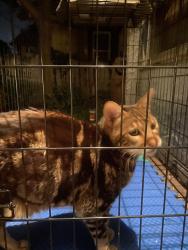 Found/Stray Male Cat last seen Smith and Annapolis, Saint Paul, MN 55118
