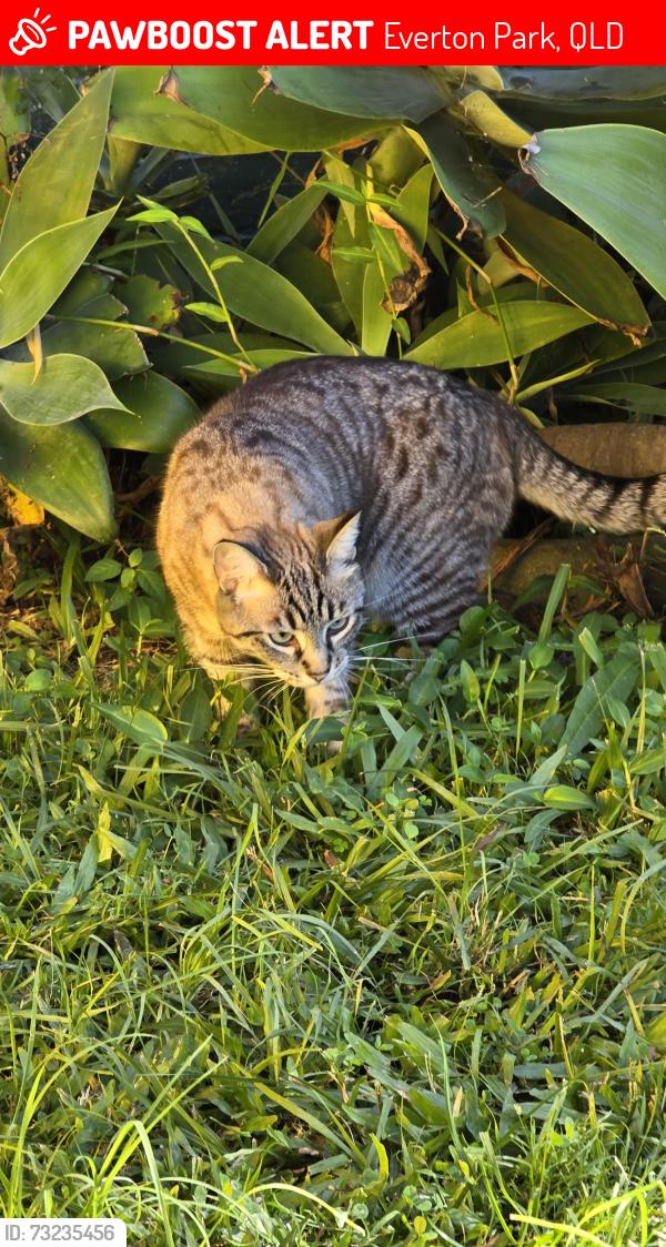 Lost Female Cat last seen Near Ashmore Street, Everton Park, QLD 4053