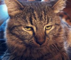 Lost Female Cat last seen 2nd and Garduno, Albuquerque, NM 87114