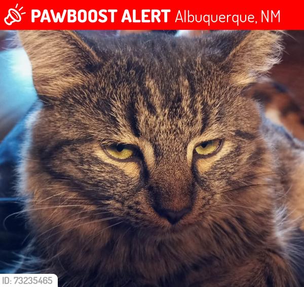Lost Female Cat last seen 2nd and Garduno, Albuquerque, NM 87114