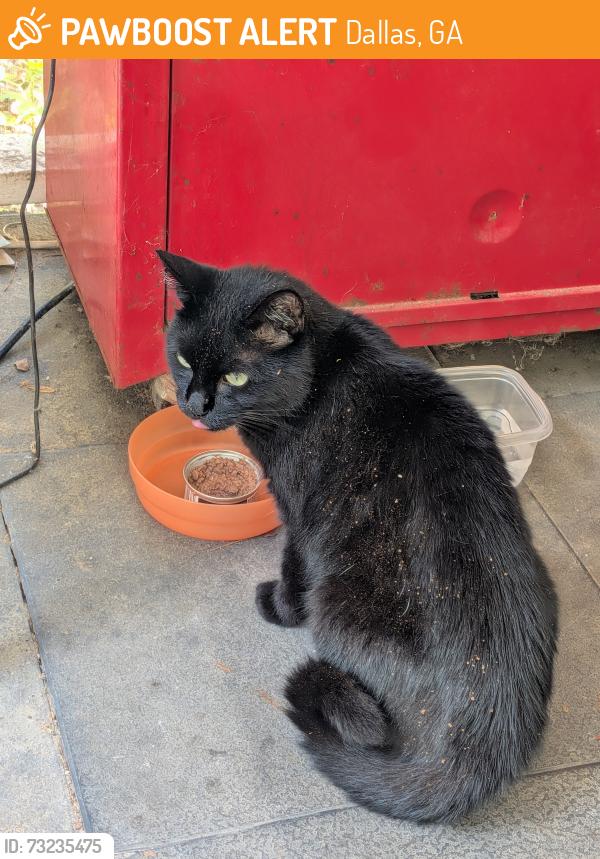 Found/Stray Unknown Cat last seen Willow Springs Road and Ray Dr, Dallas, GA 30132