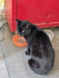 Found/Stray Unknown Cat last seen Willow Springs Road and Ray Dr, Dallas, GA 30132