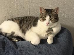 Reunited Female Cat last seen Town East and 80, Mesquite, TX 75150